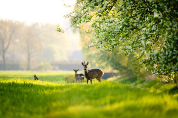 Rehe in der Morgensonne am Steinhorster Becken, Wilde Tiere, Wildlife, Delbrück, Paderborn,...