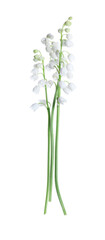 Fototapeta na wymiar Beautiful lily of the valley flowers isolated on white