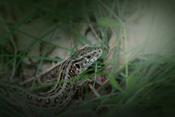Lizard in the wild naturals. 