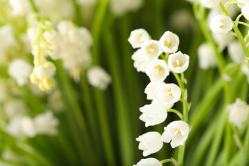 Naklejka premium Beautiful lily of the valley on blurred background, closeup. Space for text