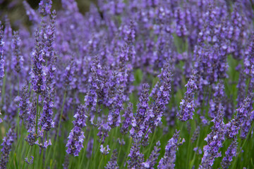 Obraz premium violet lavender in the field in England