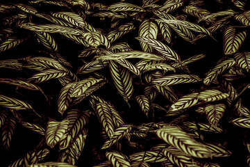 long leaves green and black