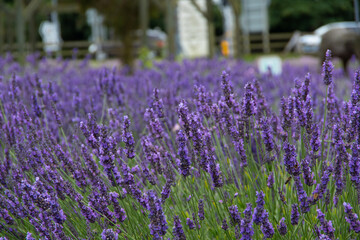 Obraz na płótnie Canvas violet lavender in the field in England