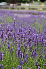 Obraz premium violet lavender in the field in England