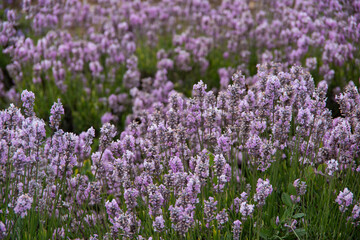 Fototapeta premium violet lavender in the field in England
