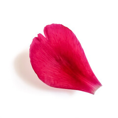 Separate petal of a pink tender flower close-up isolated on a white background. One of the segments of the corolla of a rose or peony