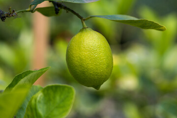 unripe lemon hanging on the tree