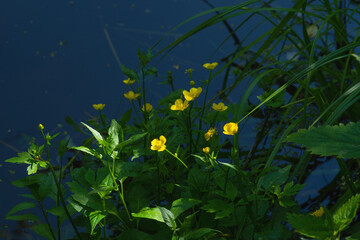 banewort on the bank of pond
