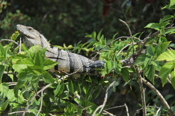 a dragon in the trees