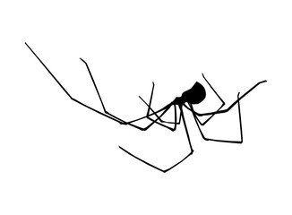 Silhouette of spider. Vector illustration.