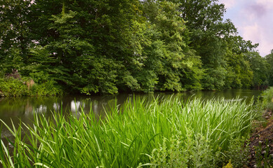 Tributaries of the Rhine, lush coastal grass.