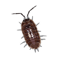 A woodlouse isolated on a white background. Vector realistic illustration.