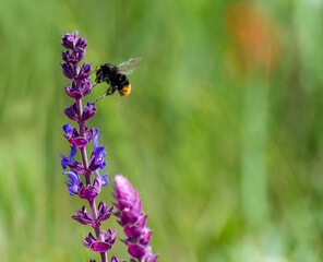 
The bumblebee (lat. Bombus; colloquially bumblebee) is a genus of flying insects that belongs to the family Apidae.