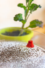 Sprouting tower tray with kale seeds hand-harvested from plants grown in an urban environment. Germinating and growing fresh microgreens in the kitchen for maintaining a healthy diet.