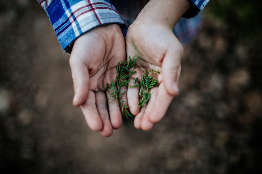 over head view of small leaves in a child's hand