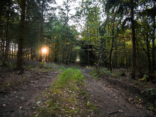 path in the forest