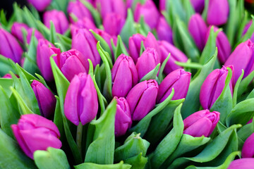 Obraz premium Beautiful buds of flowers of purple tulips.