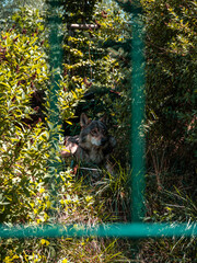 lonely wolf in the zoo