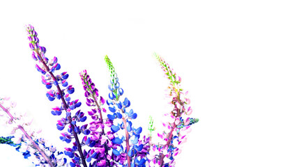 Colorful lupine flowers on a white background. Summer Equinox Day or Hello Summer. Creative copy space for a positive mood.