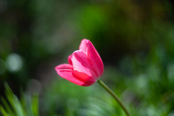 Red flower in the garden. 