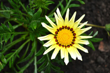 
A flower in the garden resembling the sun