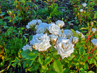 bush of white tea roses after summer rain