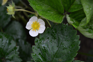 Blooming strawberries