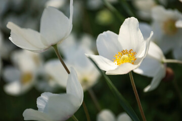 Beautiful blossoming Japanese anemone flowers outdoors on spring day