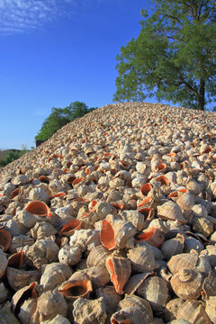 A mountain of mollusk shells called rapans.
