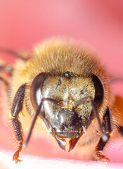 Macro details of a small bee on a rose