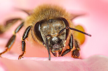Macro details of a small bee on a rose