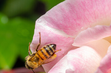 Macro details of a small bee on a rose