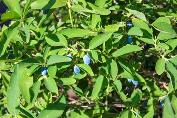 Blue ripe honeysuckle berries on a branch in the garden in spring.