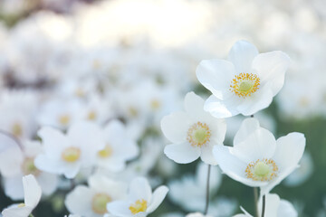Naklejka na ściany i meble Beautiful blossoming Japanese anemone flowers outdoors on spring day