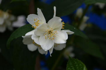 Beautiful white flowers on a bush