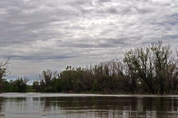 
Old dry trees by the river