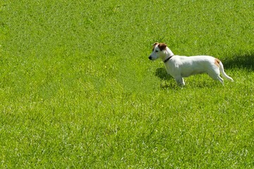 puppy with a careful look at a green meadow