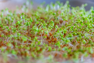 Sprouting tower tray with water cress seeds. Germinating and growing fresh microgreens in a sprouter at home for maintaining a healthy diet. Vitamin and mineral rich addition to everyday meals. 