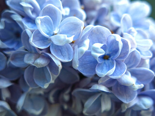 inflorescence of lilac blue on a Bush in the city in the spring macro photography