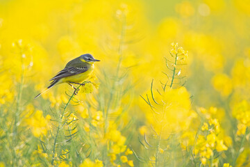 An adult skylark perched and singing on the blossom of a rapeseed field.