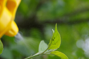 Spraying aphids on the leaves in the home garden. Pest control on plants. Protection against insects in agriculture.