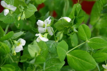 Leaves and flowers of green peas in the home garden