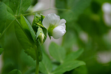 Leaves and flowers of green peas in the home garden
