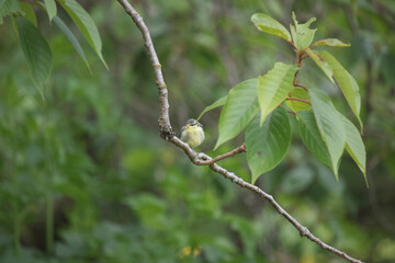 Small blue tit bird perched on a branch