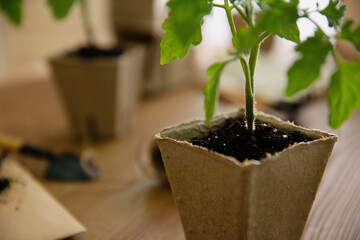 Green tomato seedling in peat pot on table, closeup