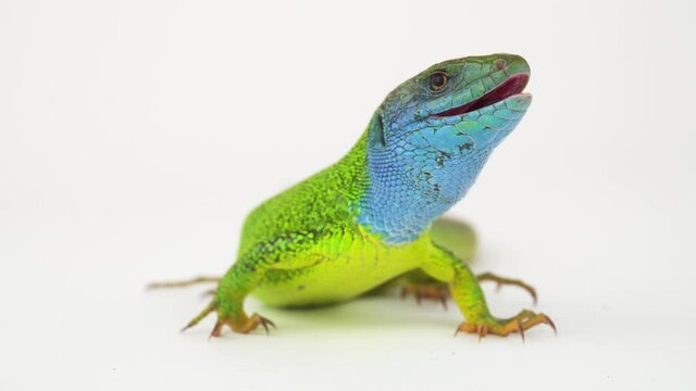 green lizard on a white background isolated