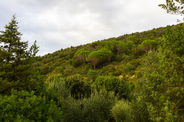 nature around the elba island