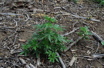 Bush wild marijuana