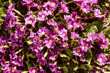 Little pink flowers on green grass.
