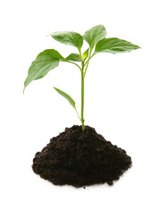 Pile of soil with green pepper seedling isolated on white